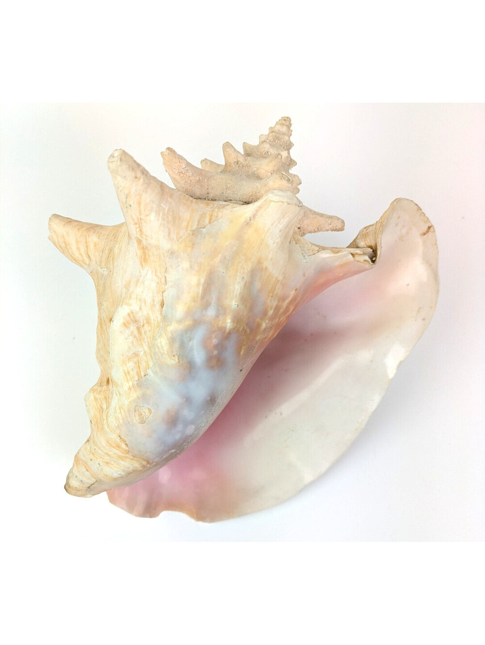 Large 7.9” Queen Conch Shell Natural Pink Interior Beach Coastal Nautical Decor
